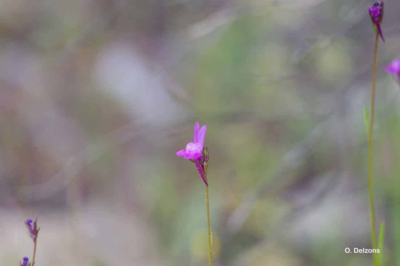 Sivun Linaria pelisseriana (L.) Mill. kuva