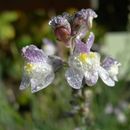 Image of pale toadflax