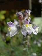 Image of pale toadflax