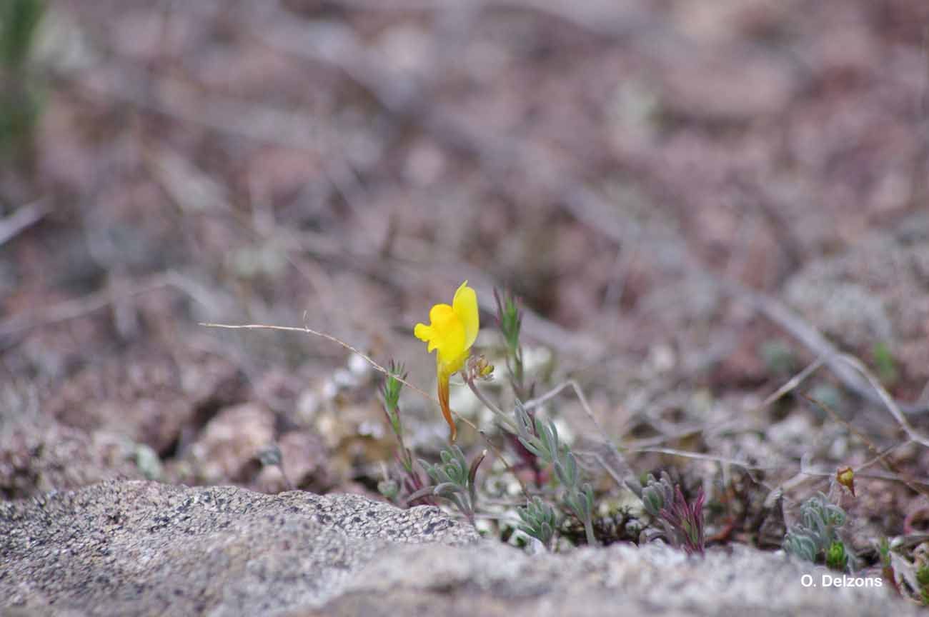 صورة Linaria supina (L.) Chaz.