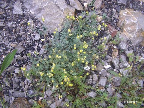 Image of Linaria supina (L.) Chaz.