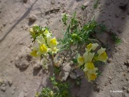 صورة Linaria supina (L.) Chaz.