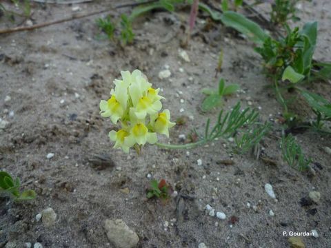 Image of Linaria supina (L.) Chaz.