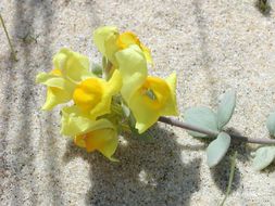 Plancia ëd Linaria thymifolia (Vahl) DC.