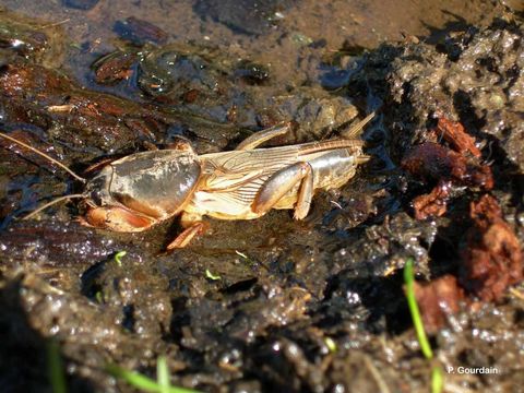 Imagem de Gryllotalpa gryllotalpa (Linnaeus 1758)