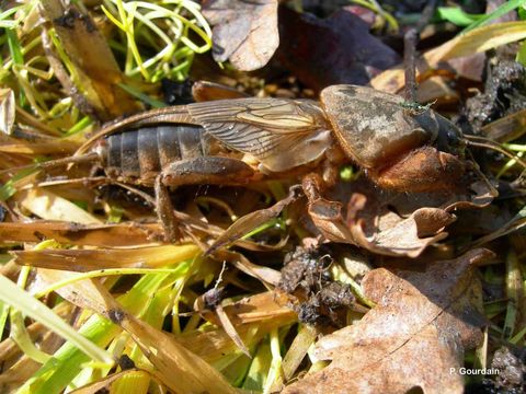 Gryllotalpa gryllotalpa (Linnaeus 1758)的圖片