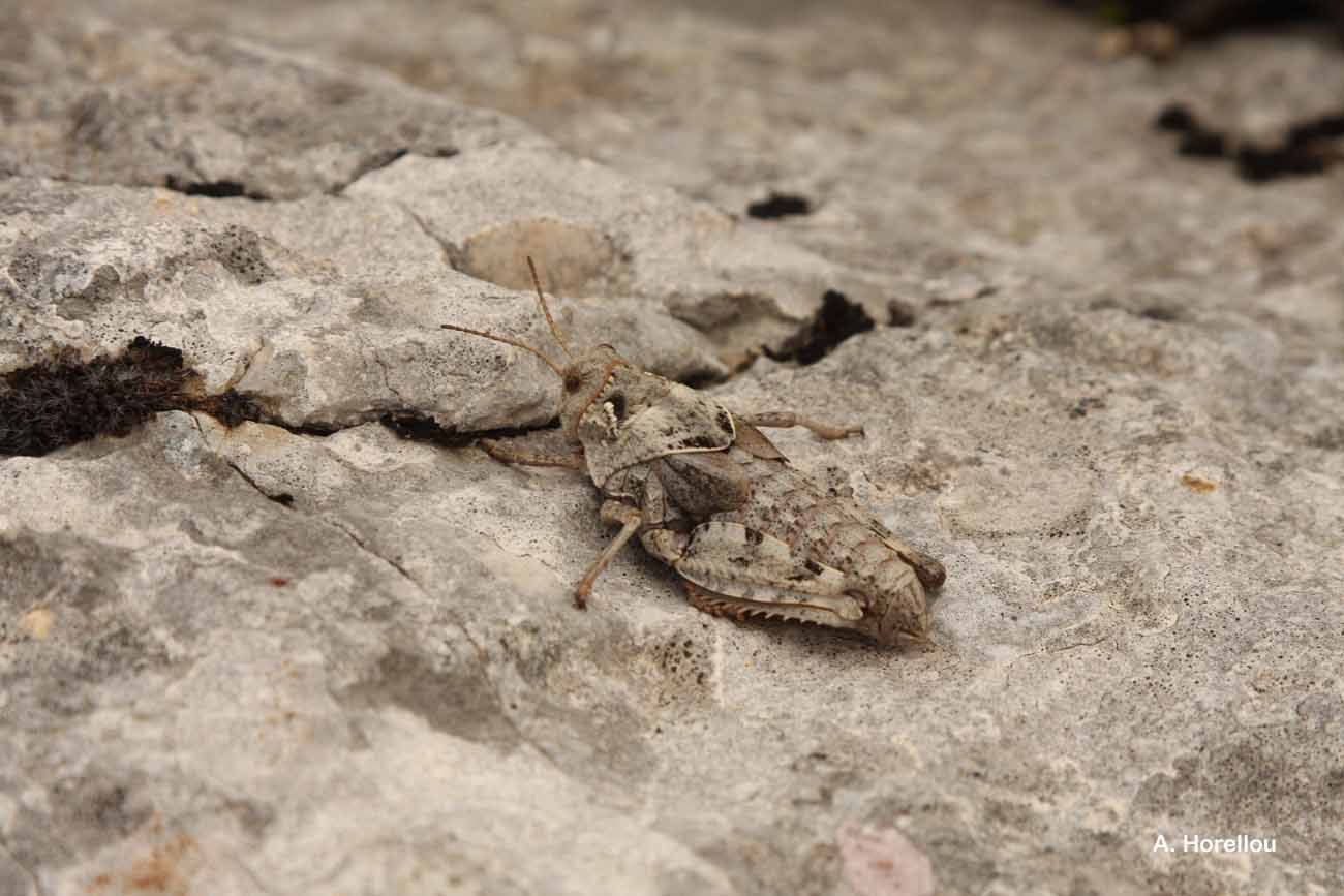 Слика од Prionotropis hystrix (Germar 1817)