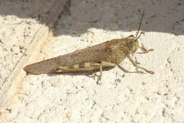 Image of egyptian grasshopper, tree locust