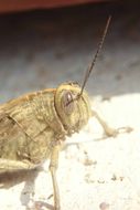 Image of egyptian grasshopper, tree locust