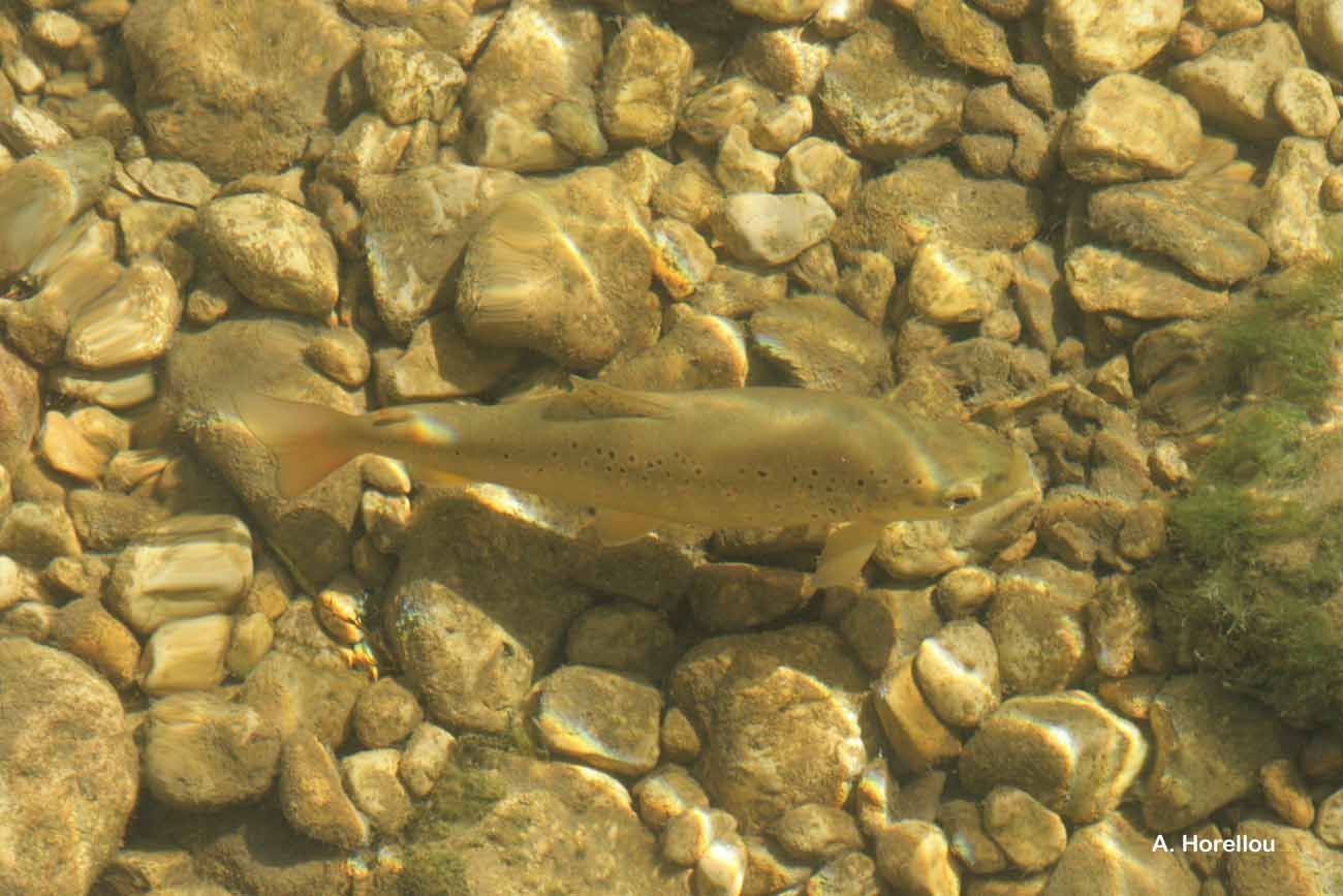 Image of Brown Trout