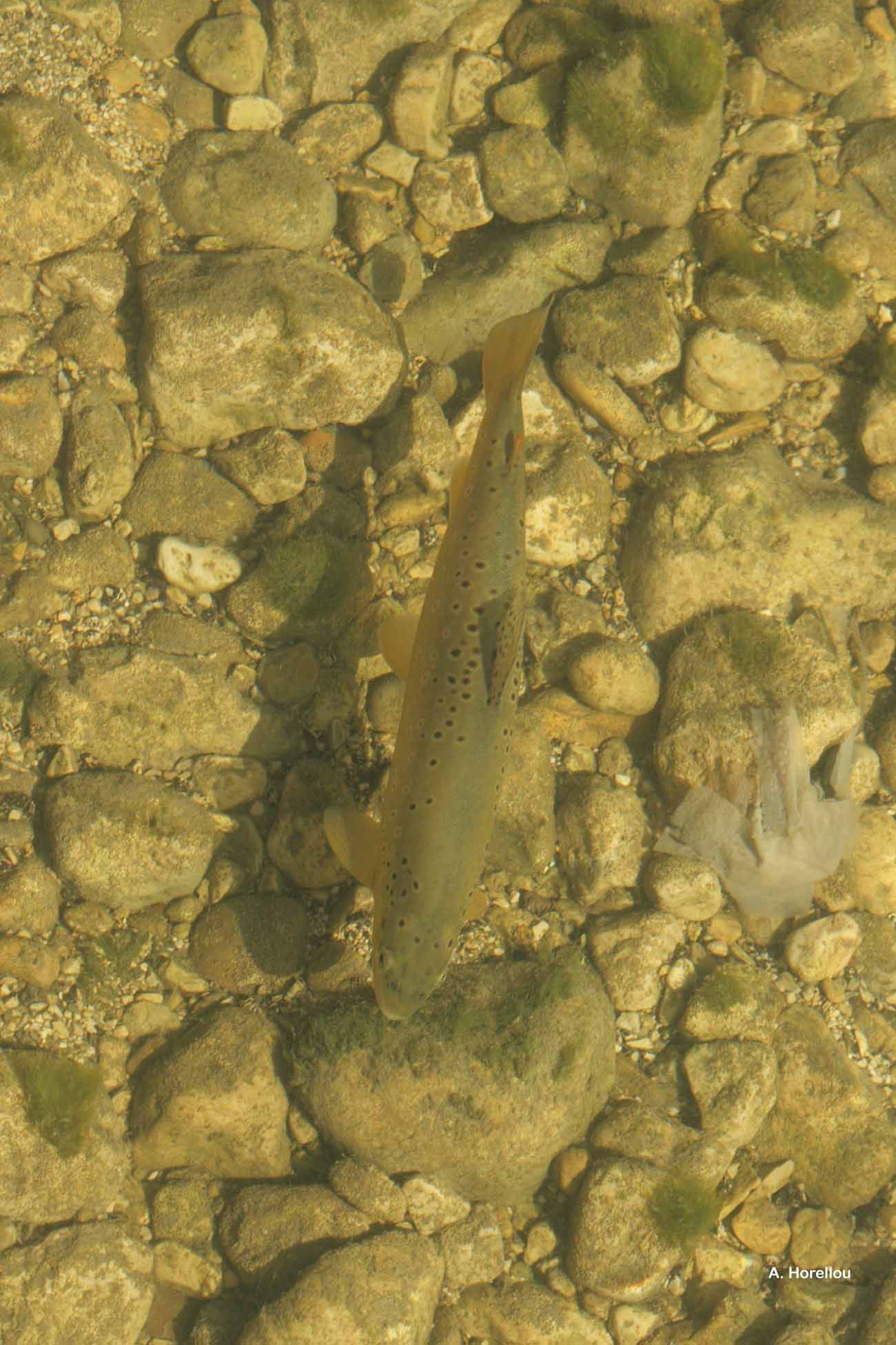 Image of Brown Trout