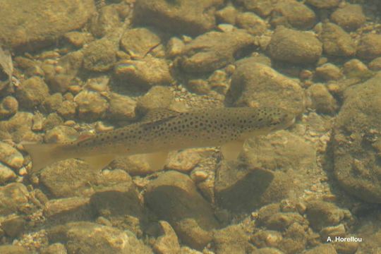 Image of Brown Trout