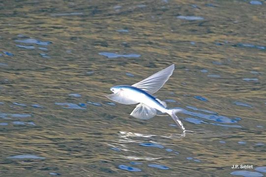 Image of Blue Flying Fish