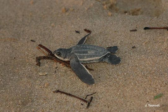 Слика од Dermochelys coriacea (Vandelli 1761)