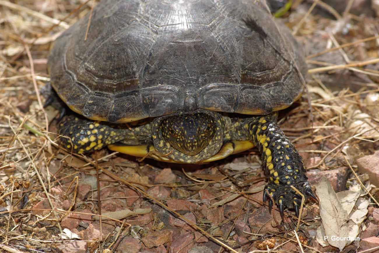 Image of European Pond Turtle