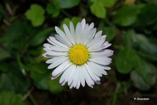 Image of Daisy