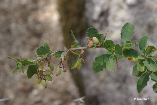 صورة Berberis aetnensis C. Presl