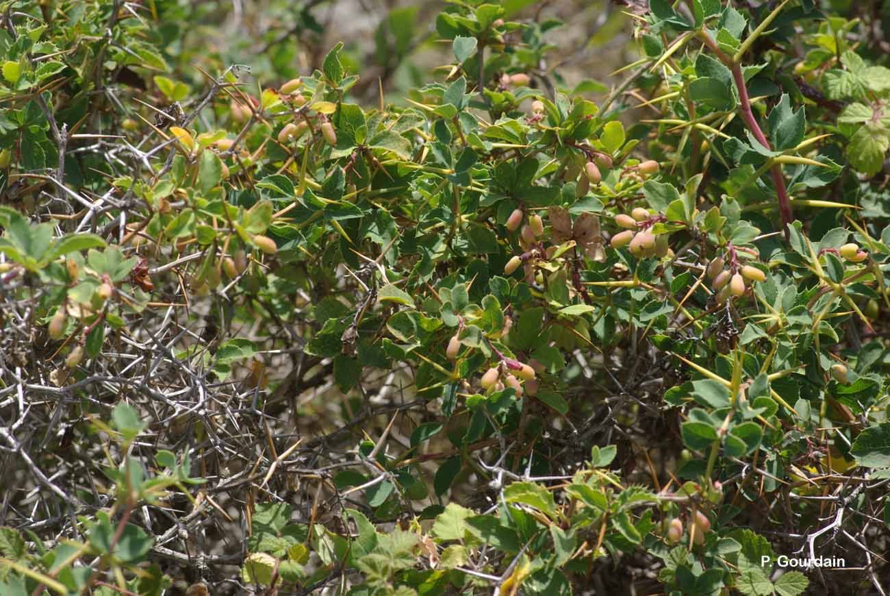 Image de Berberis aetnensis C. Presl