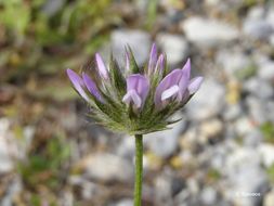 Image of Arabian pea