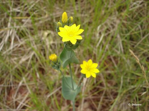 Image of Yellow Wort