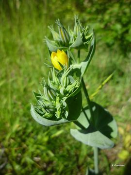 Image of Yellow Wort