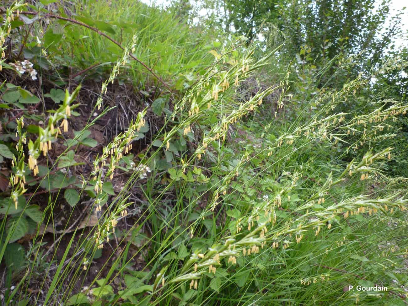 Imagem de Brachypodium pinnatum (L.) P. Beauv.