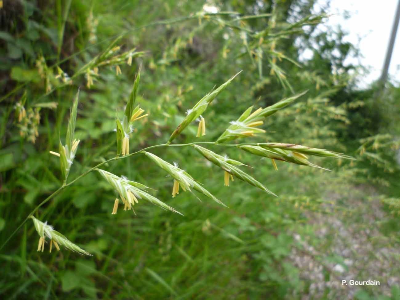 Imagem de Brachypodium pinnatum (L.) P. Beauv.