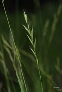 Image of heath false brome