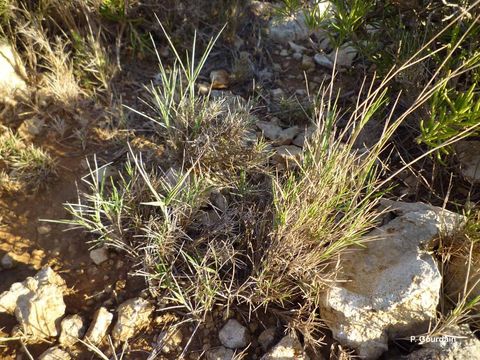 Image of Mediterranean False-brome