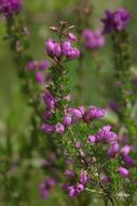 Image of Bell Heather