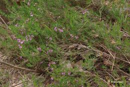 Image of Bell Heather