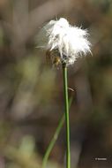 Image of Hare's-tail cottongrass