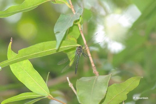 Image of Hemicordulia atrovirens Dijkstra 2007