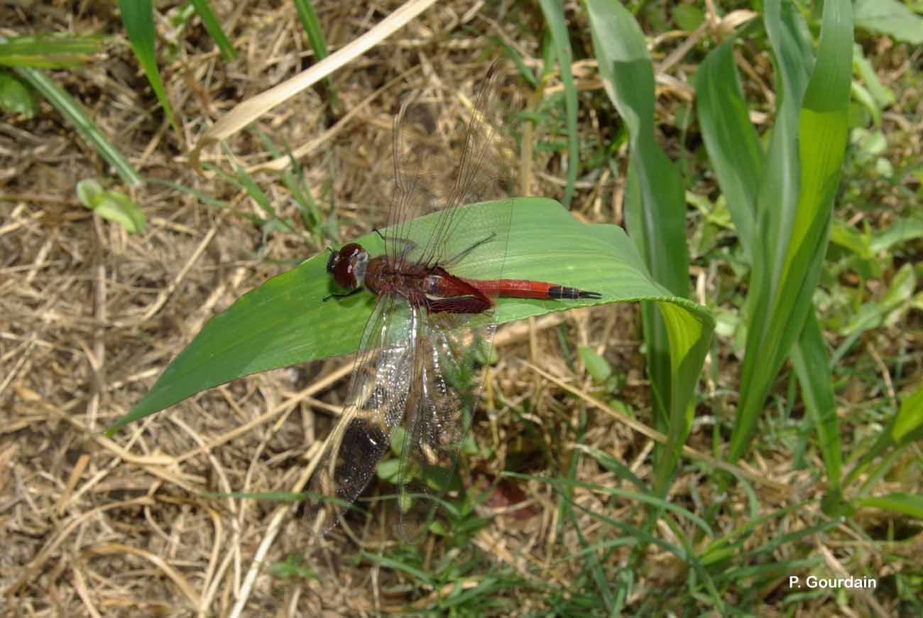 Tramea limbata (Desjardins 1835) resmi