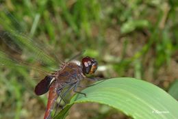 Tramea limbata (Desjardins 1835) resmi