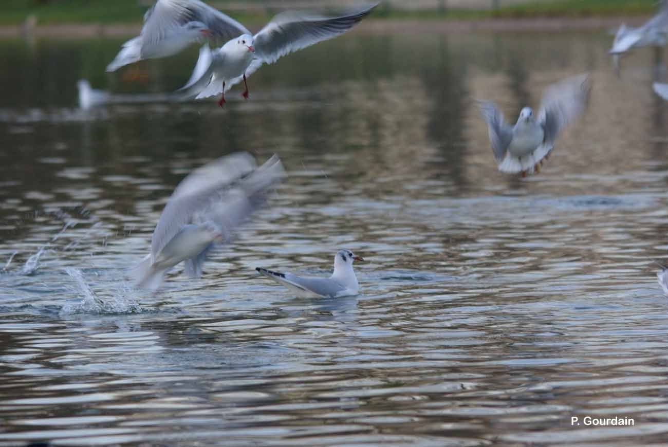 Image of Black-headed Gull