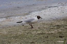 Image of Black-headed Gull