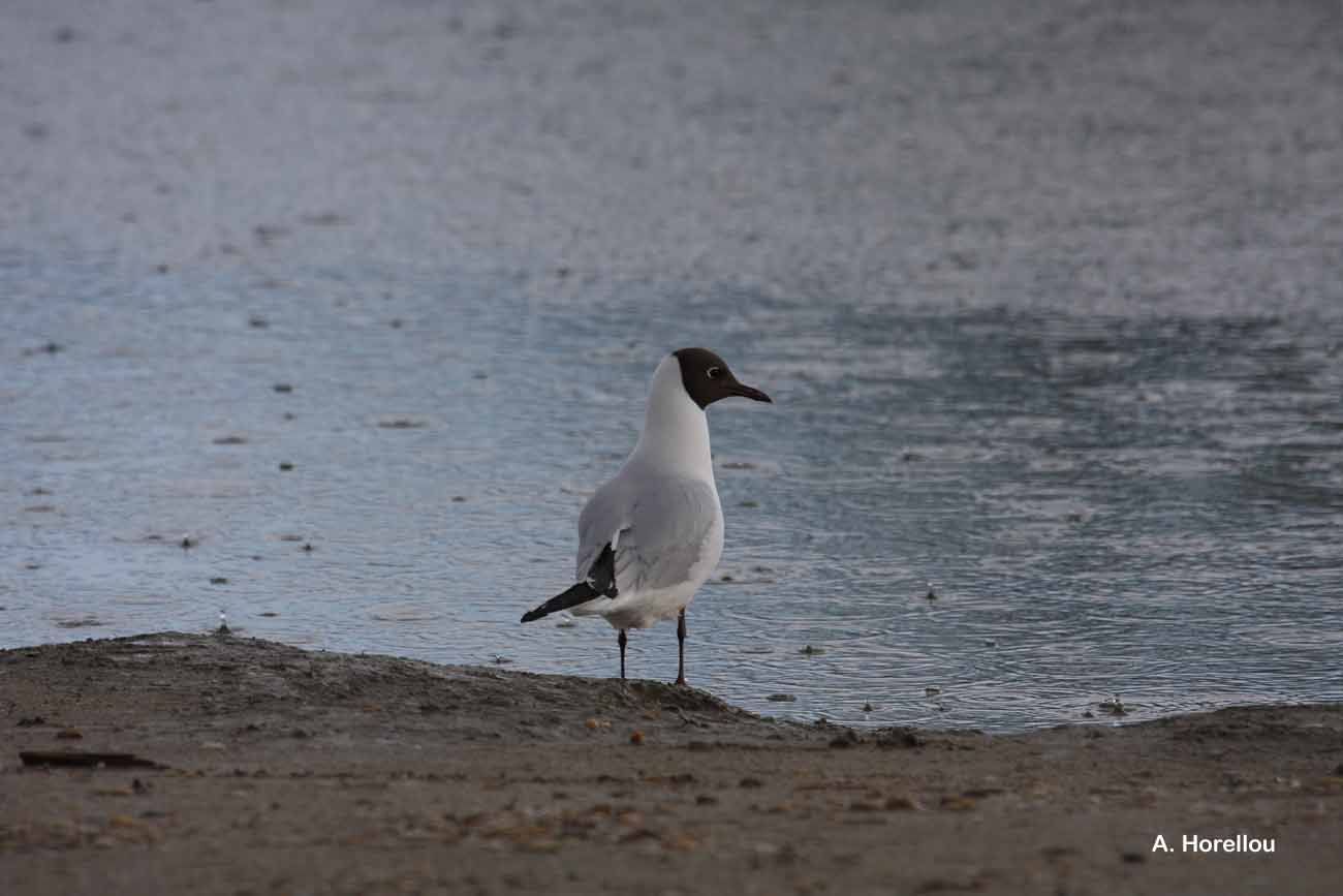 Image of Black-headed Gull