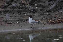 Image of Black-headed Gull