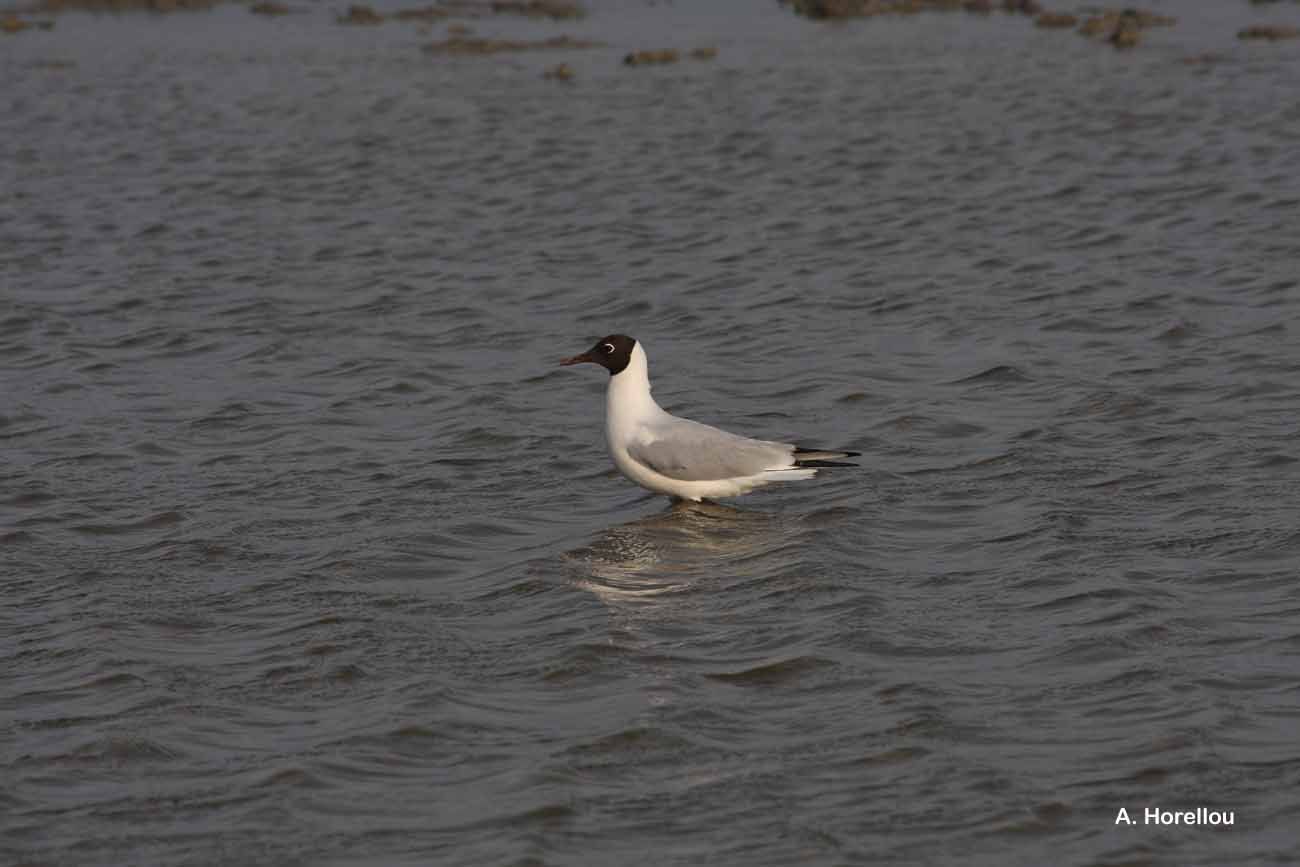 Image of Black-headed Gull