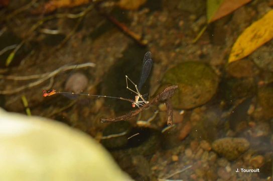 Image of Lesser Antillean Threadtail
