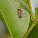 Photinus littoralis (Motschulsky 1854)的圖片