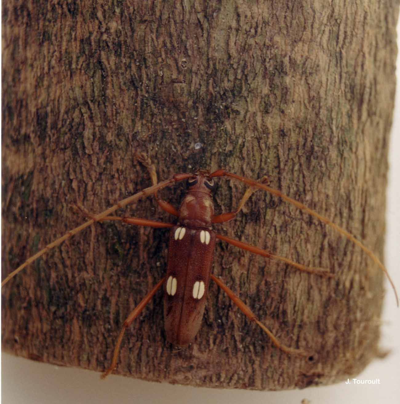 Image of Eburia octomaculata Chevrolat 1862