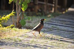 Image of Calcutta myna