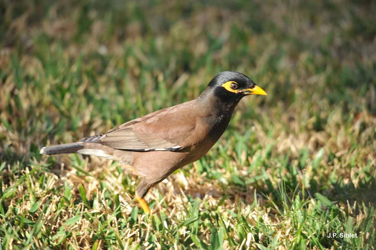 Image of Calcutta myna