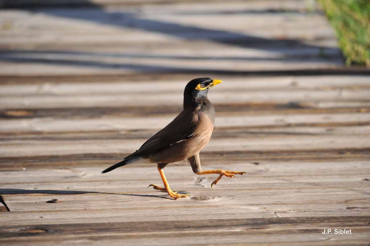 Image of Calcutta myna