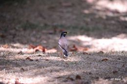 Image of Calcutta myna