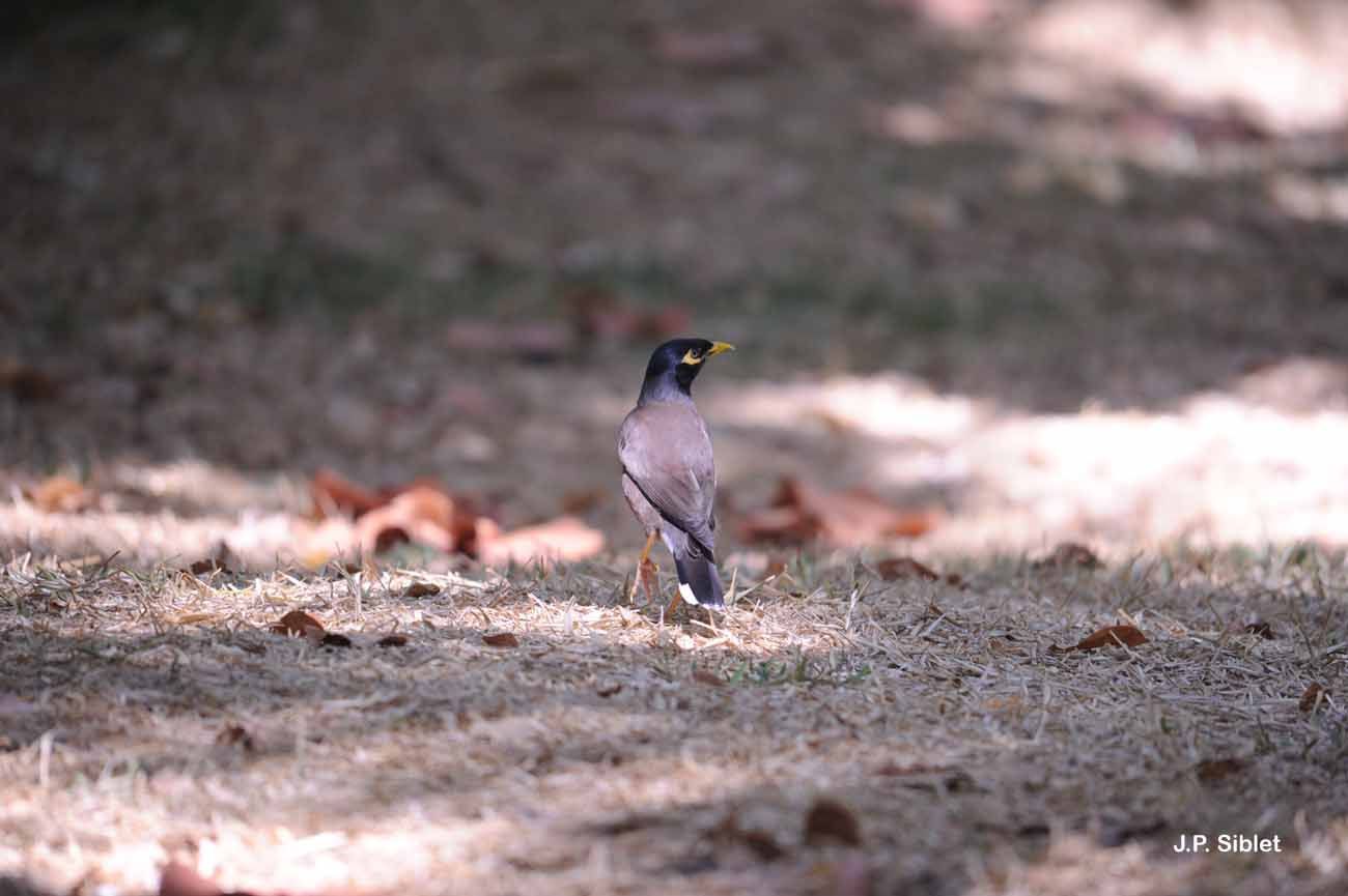 Image of Calcutta myna