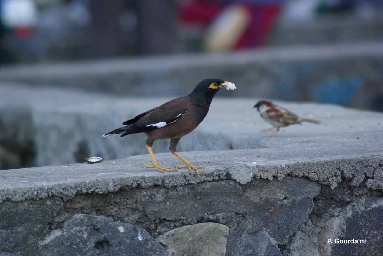 Image of Calcutta myna