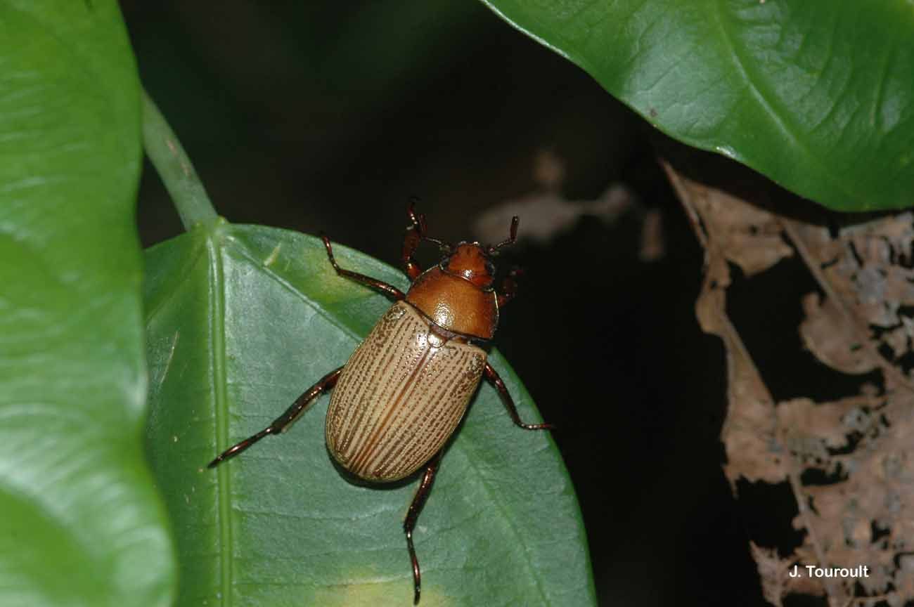 Image of Epichalcoplethis aciculata (Bates 1904)